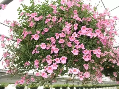 Diascia: La Elegancia Rosada del Jardín
