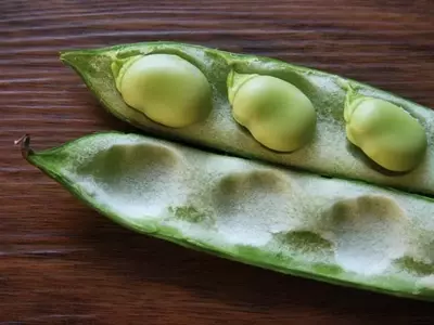 Explorando las Diversas Variedades de Habas: Guía Completa de Cultivo y Características