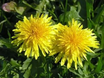 Diente de León: Un Tesoro Escondido en tu Jardín