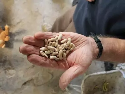 Semillas Orgánicas vs. Semillas Tradicionales: Una Guía Completa