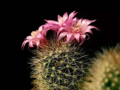 La Ubicación Ideal para tus Cactus: Guía Completa de Cultivo