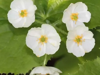 La Diphylleia Grayi: Una Maravilla Transparente de la Naturaleza