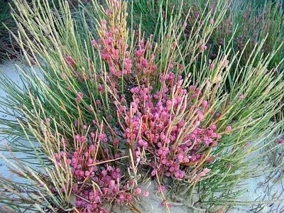 Descubriendo la Ephedra fragilis: Una Joya Botánica Mediterránea