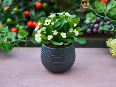 Optimización del Drenaje: Clave para la Salud de tus Plantas y Jardines