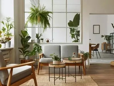 El Arte de Ubicar Plantas en el Hogar para Maximizar su Bienestar y el Tuyo