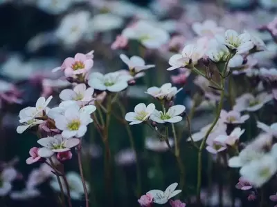 Transforma tu Jardín: Ideas Creativas para Reciclar Carretillas Viejas