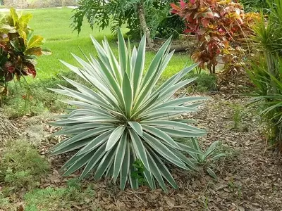 La Fascinante Longevidad del Reino Vegetal: Una Guía Completa