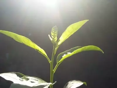 Protegiendo tus Plantas del Exceso de Sol: Guía Completa