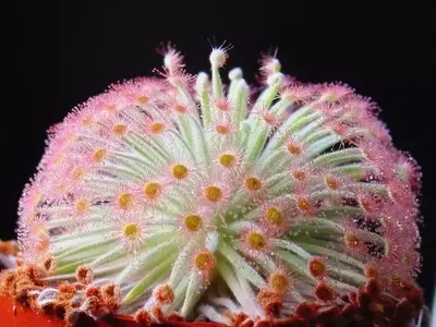 Descubriendo la Drosera: La Fascinante Planta Carnívora con Tentáculos Adhesivos