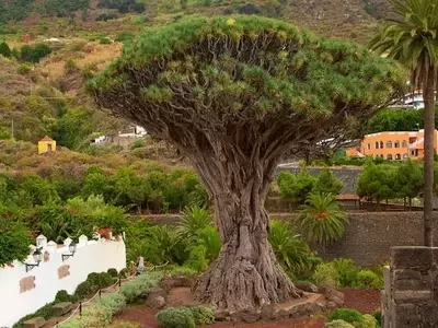 El Magnífico Drago: Un Símbolo Milenario de las Islas Canarias