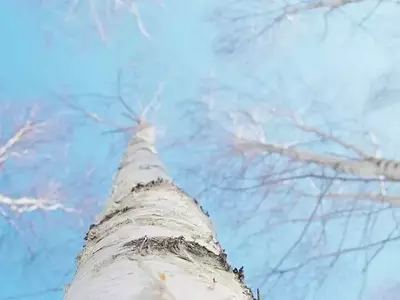 El Abedul del Himalaya: Un Tesoro Botánico de Resistencia y Belleza