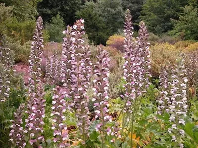 Acanthus: Belleza Natural y Cuidado Esencial para Tu Jardín