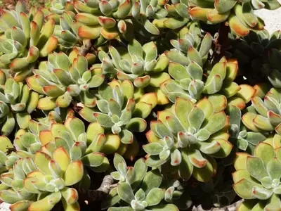 Descubriendo la Echeveria Pulvinata: La Suculenta de Terciopelo que Encantará tu Jardín
