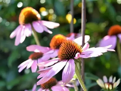 Descubriendo la Echinacea purpurea: Belleza y Poder Medicinal