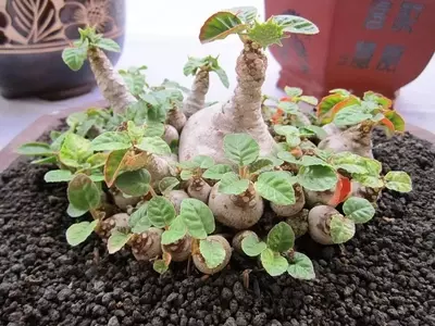 Dorstenia Foetida: Una Suculenta Exótica y Fascinante