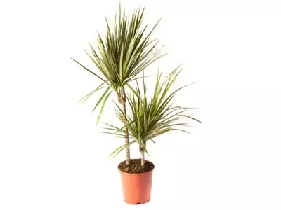 Dracaena Massangeana: Guía Completa de Cultivo y Beneficios para el Hogar