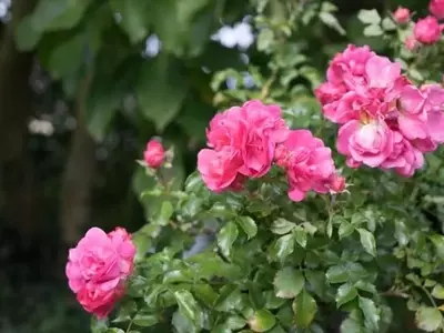 El Arte de la Fertilización en el Cultivo de Rosales