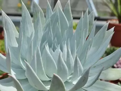 Dudleya: La Joya Suculenta del Desierto Norteamericano