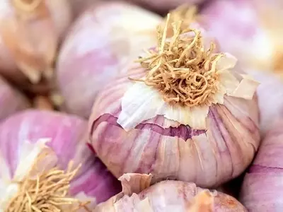 Guía Completa para el Cultivo Exitoso del Ajo
