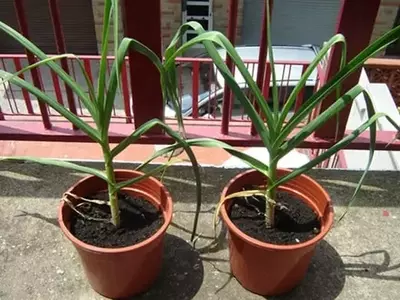 Cultivando Ajo en Macetas: Guía Completa para una Cosecha Exitosa