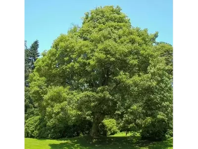 El Falso Plátano: Un Gigante Versátil en la Naturaleza y el Paisaje Urbano