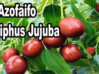 Descubriendo el Azufaifo: Un Tesoro Botánico con Historia y Propiedades Extraordinarias