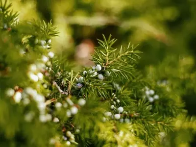 Guía Completa del Enebro: Cultivo, Propiedades y Beneficios