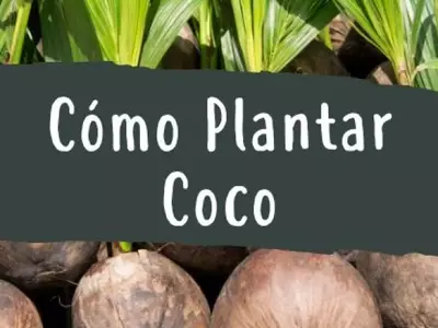 El Cocotero: Guía Esencial para su Cultivo Exitoso en Interiores