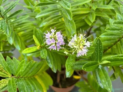 Hebe: El Arbusto Versátil que Transforma tu Jardín