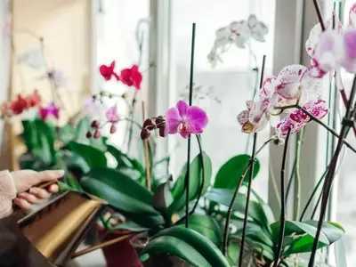 La Nutrición Óptima de las Orquídeas: Guía Completa para un Cuidado Excepcional