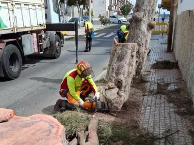 Controversia por la Poda de Pinos Centenarios en Salinetas