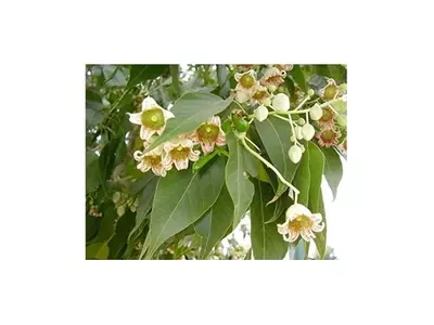 Brachychiton: El Árbol Resiliente y Versátil para su Jardín