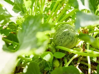 La preparación de semilleros en invierno: Una guía completa para el éxito en tu jardín
