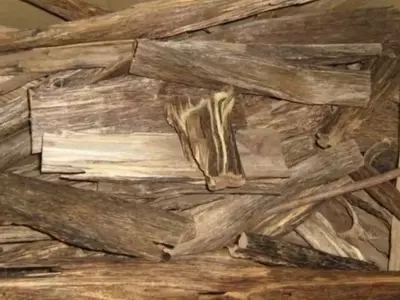 El Árbol Aquilaria y la Preciada Madera de Agar: Un Tesoro de la Naturaleza