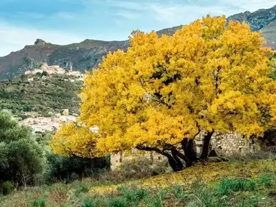 El Arce Mediterráneo: Adaptabilidad y Mantenimiento Esencial para Jardines