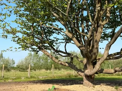Parrotia Persica: Un Árbol Ornamental Excepcional para Climas Cálidos