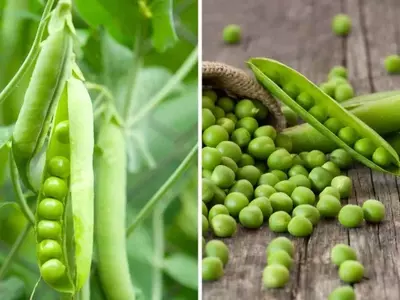Cultivo de Guisantes: Guía Completa para un Huerto Productivo y Sostenible