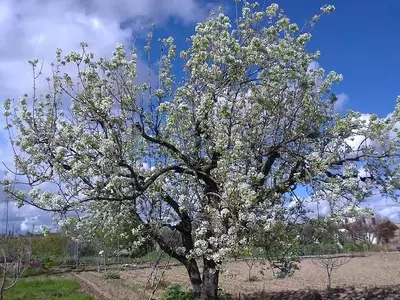 El Peral: Un Árbol Frutal de Gran Valor Agronómico y Nutricional