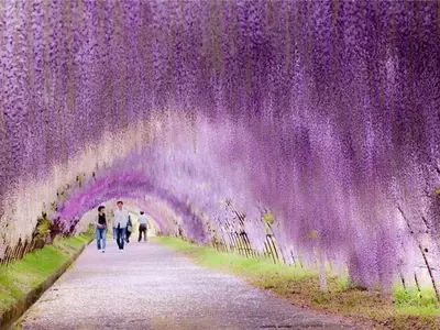 El Enigmático Sendero Florido de Wisterias en los Jardines Kawachi Fuji