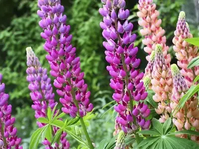 Lupino: Un Toque de Esplendor y Versatilidad en tu Jardín