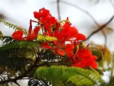 Guía Completa para el Cultivo y Cuidado del Flamboyán en su Primer Año
