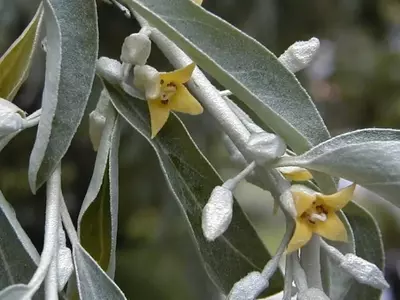 Descubriendo el Eleagnus: Un Aliado Versátil para Tu Jardín