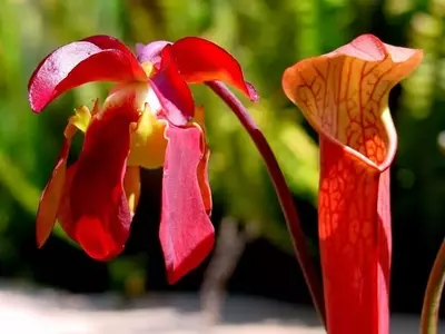 El Arte de Regar Plantas Carnívoras: Guía Esencial para su Vitalidad