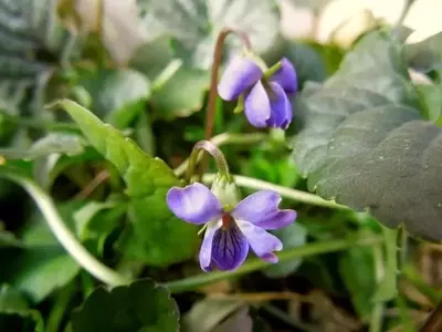El Enigmático Universo de las Violetas