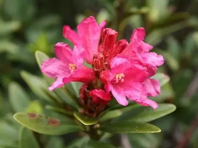 El Rododendro: Una Guía Completa para su Cultivo Exitoso