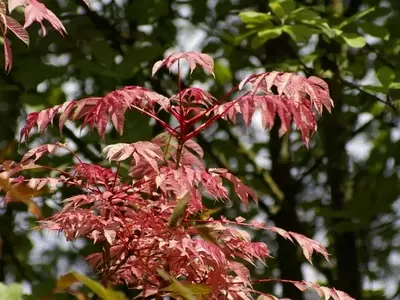 Toona Sinensis: Un Vistazo al Cedro de China