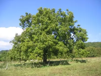 Descubriendo el Nogal: Un Árbol Multifacético