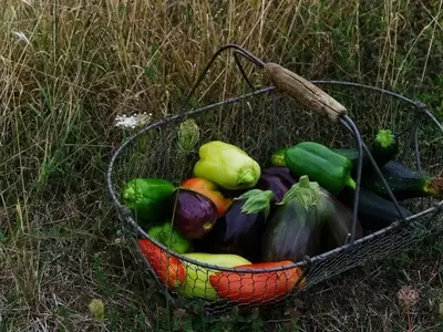 Cultivo en Invierno: Oportunidades y Cuidados para tu Jardín en Enero