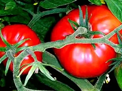 El fascinante viaje del tomate: De "manzana del amor" a ingrediente global