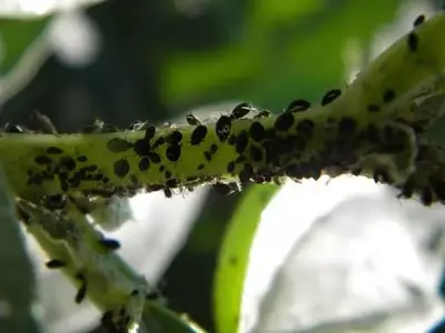Control Ecológico del Pulgón: Estrategias para Proteger tus Cultivos